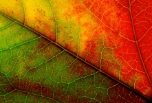 Fall Foliage Leaf Macro Photography