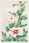 Hibiscus Flower Vintage Art
