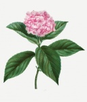 Hydrangea Flower Painted Art