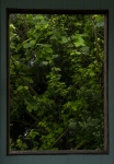 Plants Through A Frame