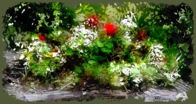 Watercolor Wash Geraniums