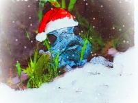 Snow Frog