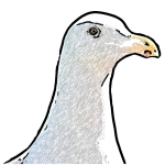 Seagull Portrait Transparent