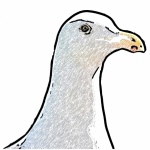 Seagull Portrait