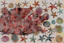 Fish With Sea Urchins And Starfish