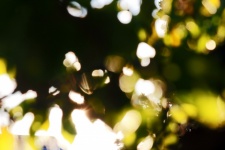 Image With Bokeh & Light Refraction