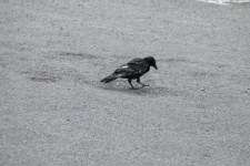 Young Crow On The Road