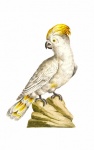 Cockatoo Parrot Bird Vintage