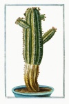 Cactus Cacti Art Vintage