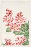Cherry Blossom Flower Vintage Art