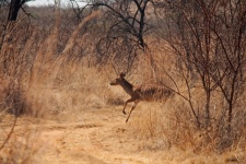 Kudu Cow About To Cross A Road
