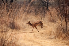 Kudu Cow Sprinting Across Dirt Road