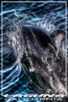 Laguna California Dolphin Poster