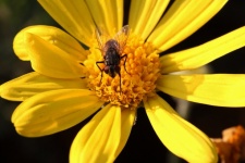 Large Fly On Centre Of A Daisy