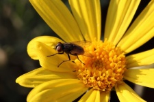 Large Fly On Petals Of Yellow Daisy