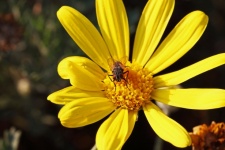Large Fly On Yellow Daisy Flower