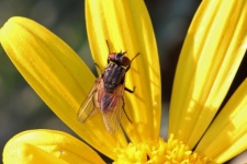 Large Fly Sitting On Petals
