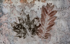Leaves On A Grunge Wall