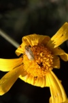 Light Coloured Bug On A Daisy