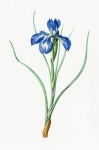 Lily Flower Vintage Art