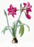 Lily Flower Vintage Art