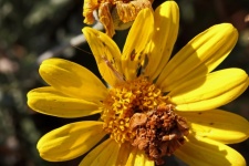 Longlegged Insect On A Yellow Daisy