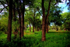 Meadow Of Trees
