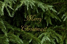 Merry Christmas On Fir Tree