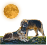 Moon Wolves