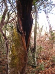 Moss On Bark Of Remnant Tree Stump