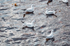 Seagulls On The Water