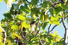 Mousebird In Japanese Raisin Tree