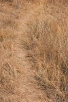 Narrow Game Trail In Long Grass