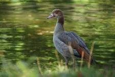 Egyptian Goose Goose Water Bird