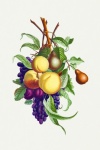 Fruit Vintage Painting Old