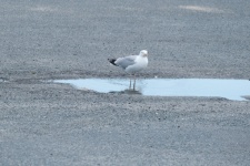 Bird Standing In A Puddle