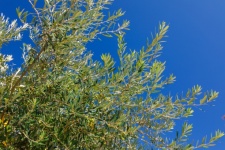 Olive Tree And Blue Sky
