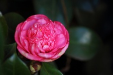 Open Pink Japonica Flower