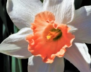 Orange And White Daffodil Close-up