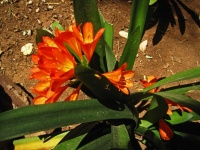 Orange Clivia Miniata Lilies