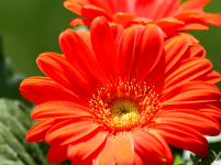 Orange Gerbera Daisy Close-up
