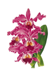 Orchid Blossom Flower Transparent