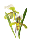 Orchid Painted Art Clipart