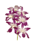 Orchid Painted Art Clipart