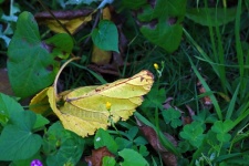 Pale Yellow Fallen Mulberry Leaf