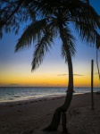 Palm Tree At Sunset