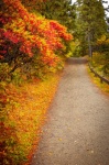 Path In Park In Fall