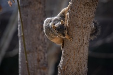 Perched Bryant Fox Squirrel