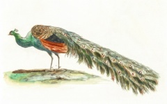 Peacock Bird Vintage Old