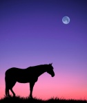 Horse Moon Sky Sunset